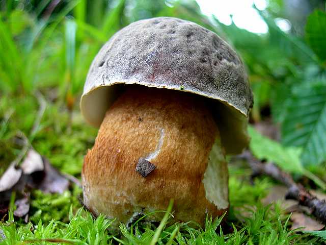 2005 :  Un anno di funghi